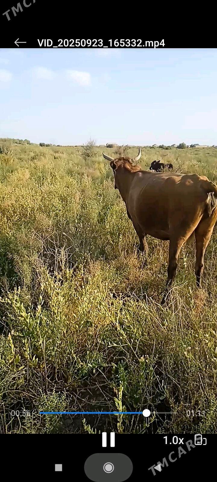 bogaz sygyr - Теджен - img 4