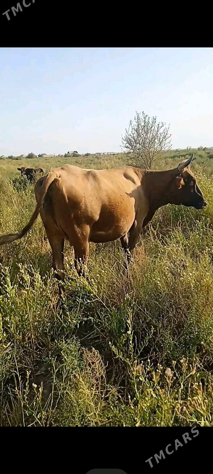 bogaz sygyr - Теджен - img 5