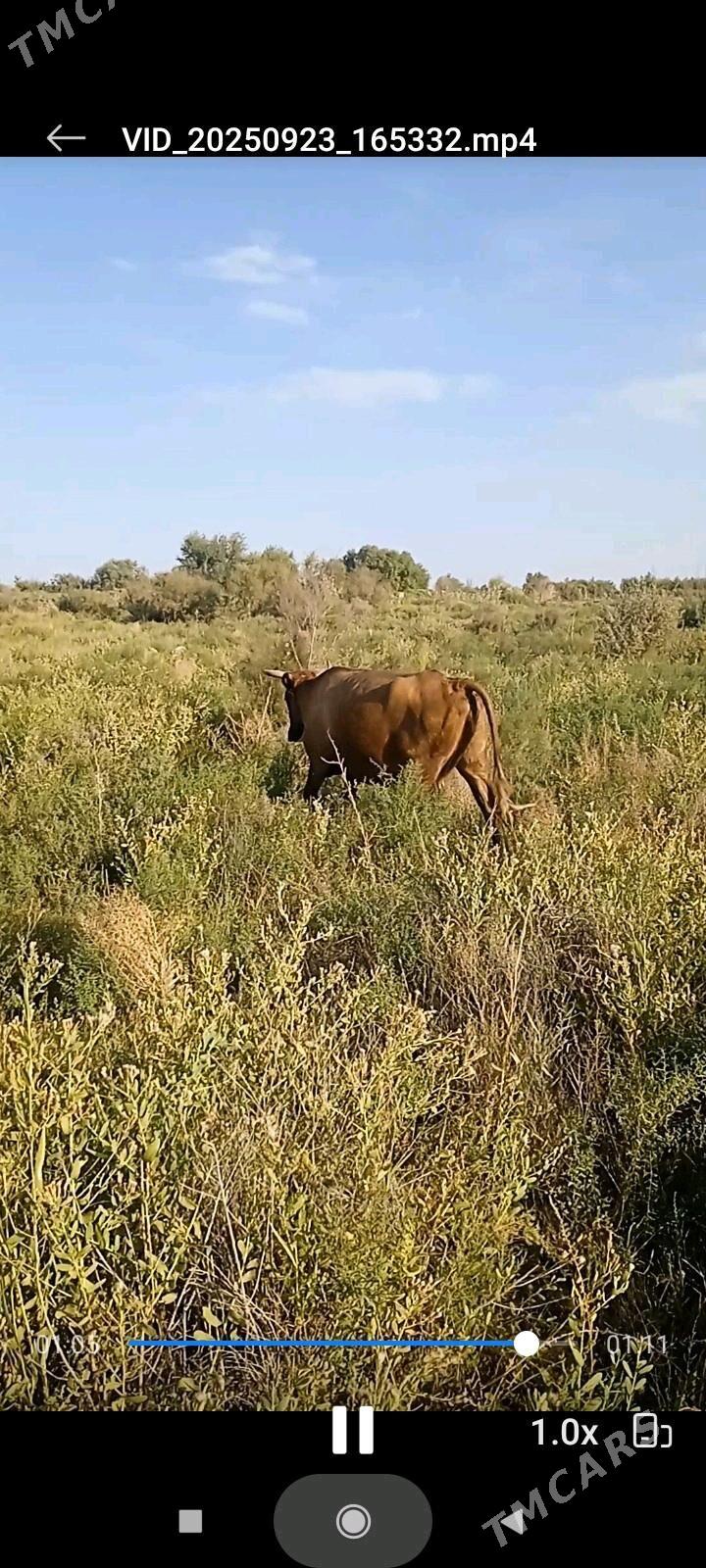 bogaz sygyr - Теджен - img 3