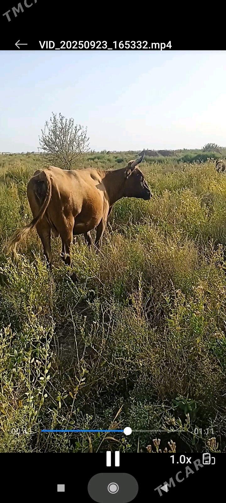 bogaz sygyr - Теджен - img 2