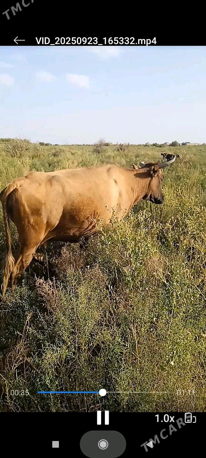 bogaz sygyr - Теджен - img 1