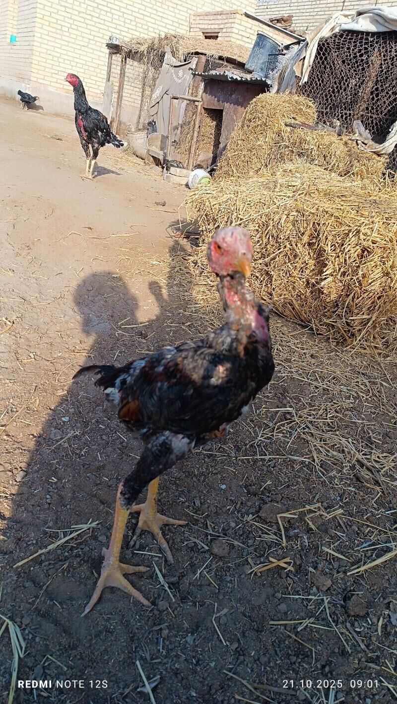 baysok juyjeler - Дянев - img 6