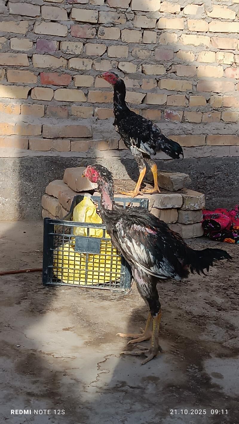 baysok juyjeler - Дянев - img 8