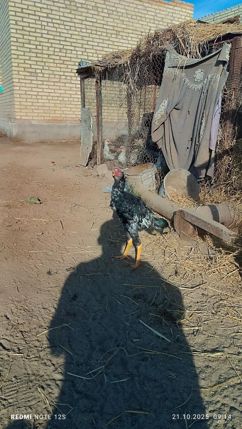 baysok juyjeler - Дянев - img 7