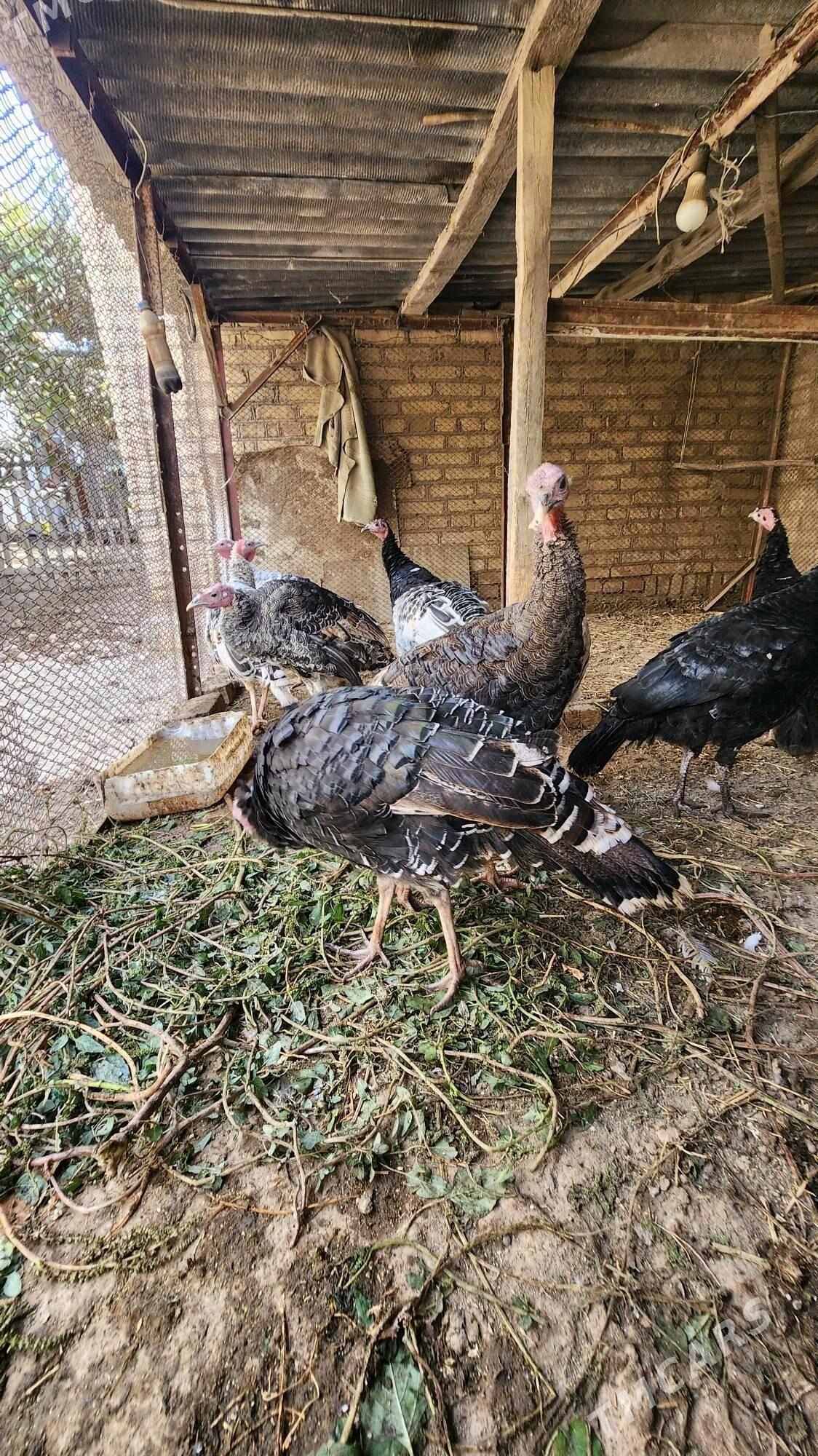 Yas induklar - Saýat - img 3