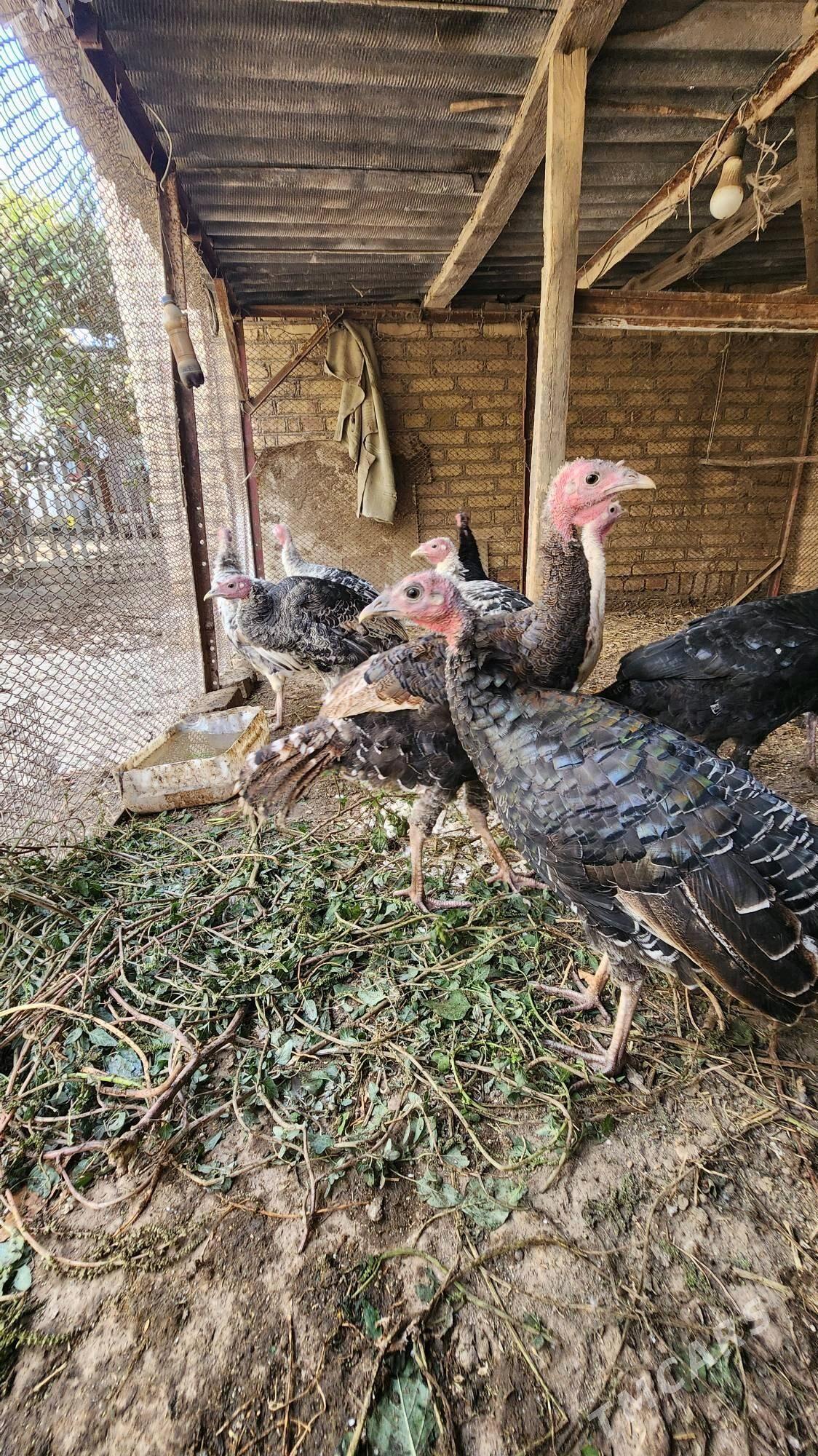 Yas induklar - Saýat - img 5