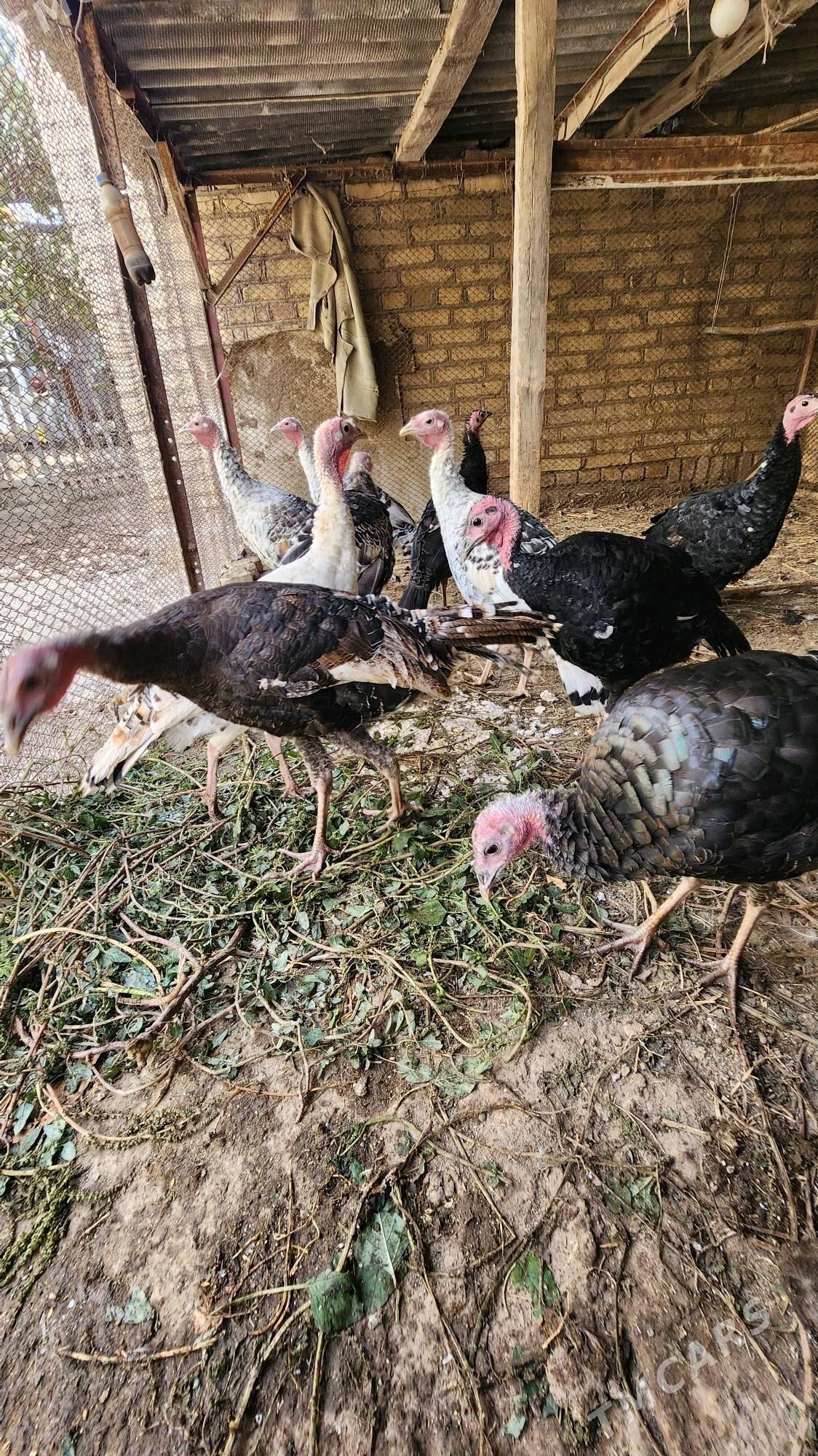 Yas induklar - Saýat - img 4