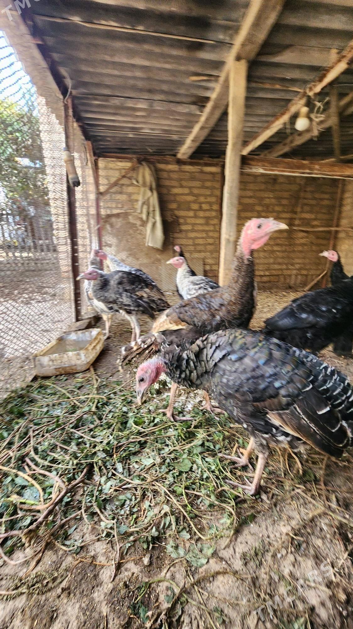 Yas induklar - Saýat - img 2