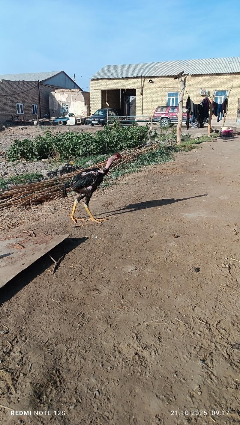 baysok juyjeler - Дянев - img 9