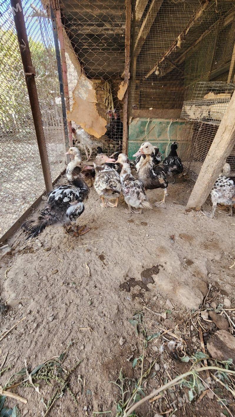 Juyje indushkalar - Саят - img 1