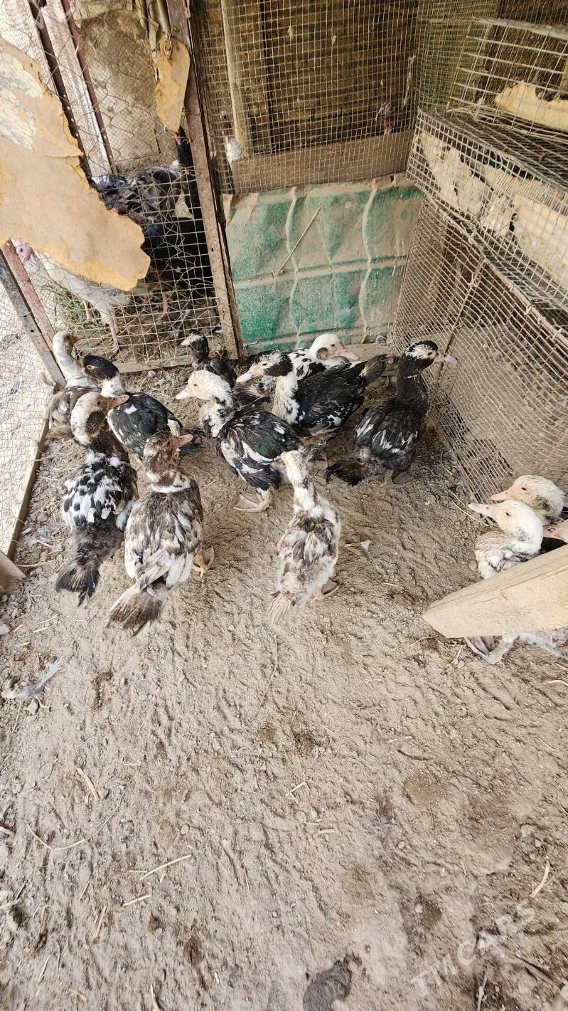 Juyje indushkalar - Saýat - img 5