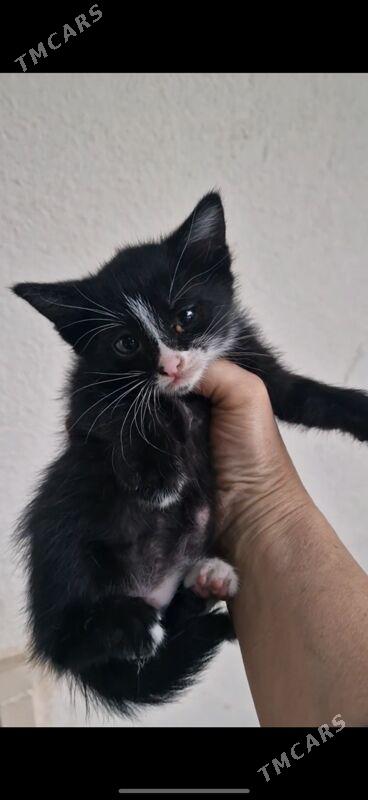 котята - Aşgabat - img 1