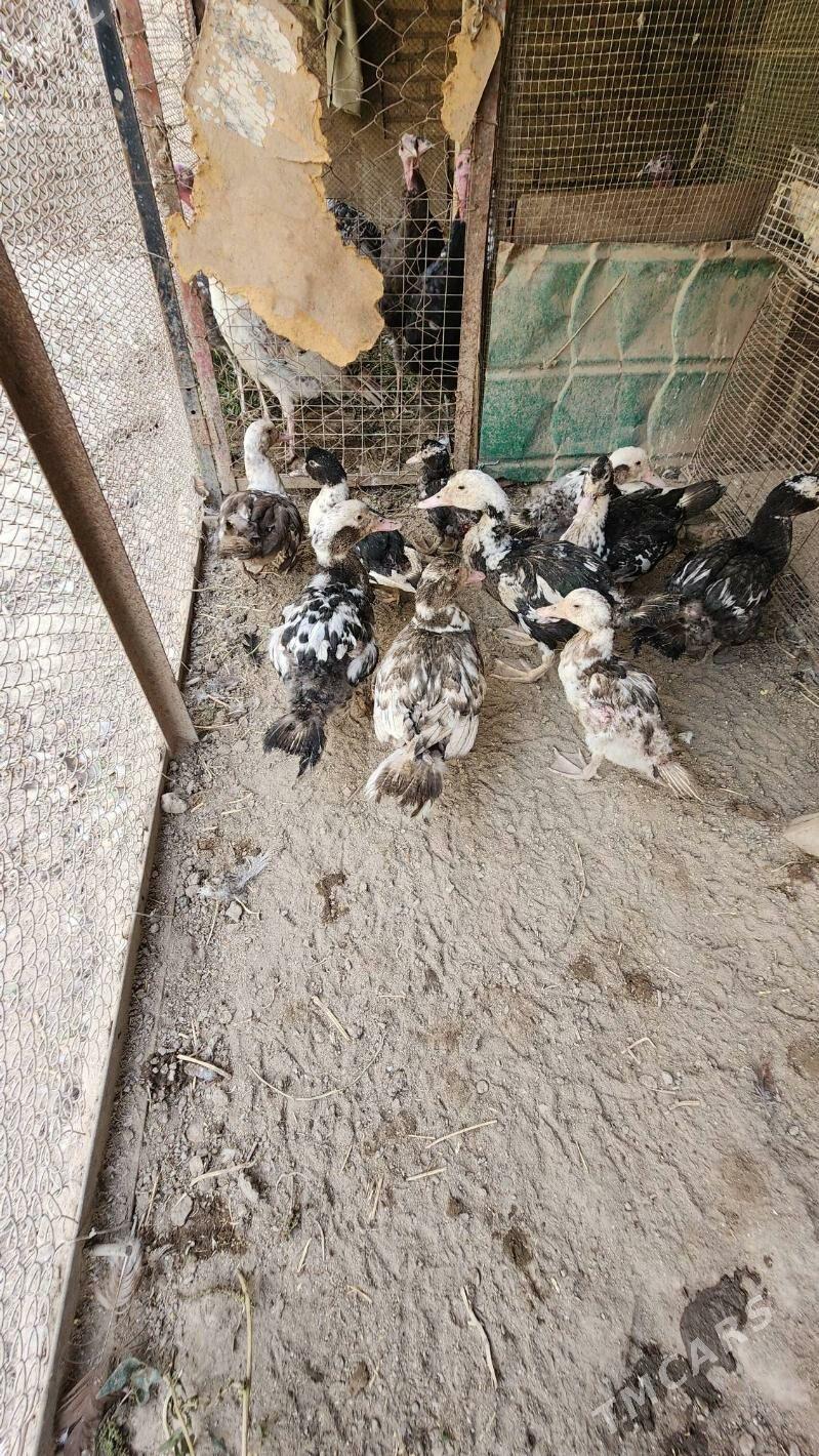 Juyje indushkalar - Saýat - img 4