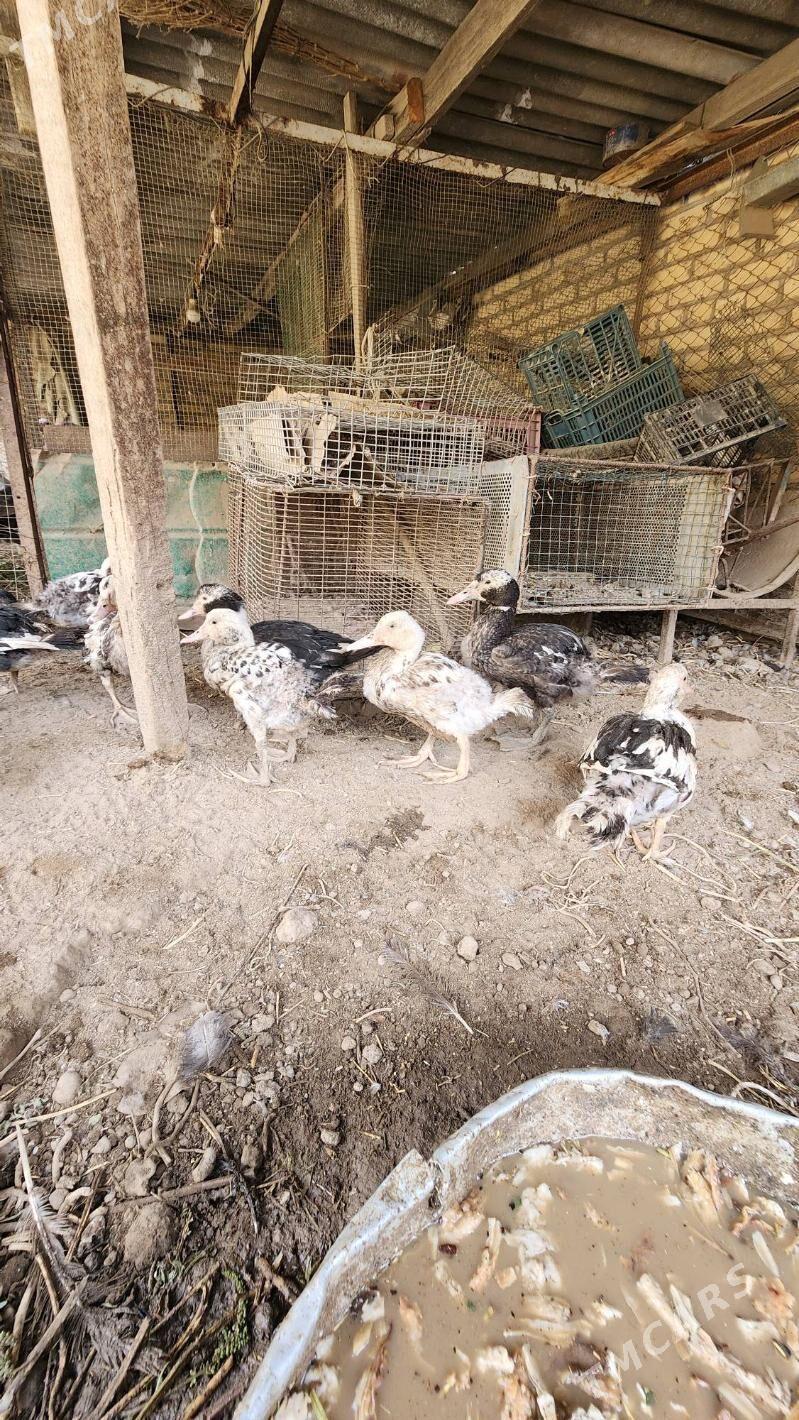 Juyje indushkalar - Saýat - img 2