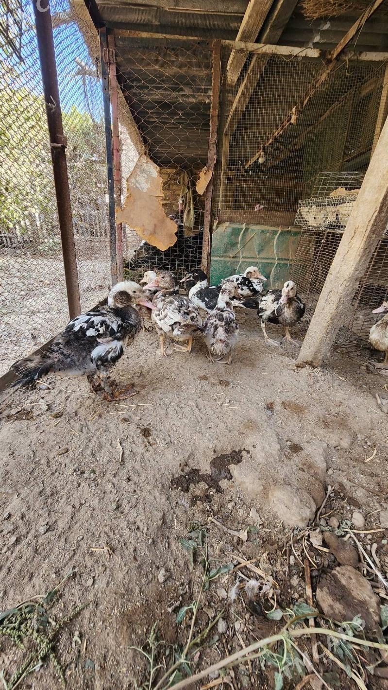 Juyje indushkalar - Saýat - img 3