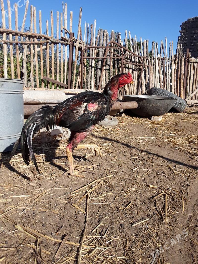 OZBEK QOQAN HORAZ - Шабатский этрап - img 4