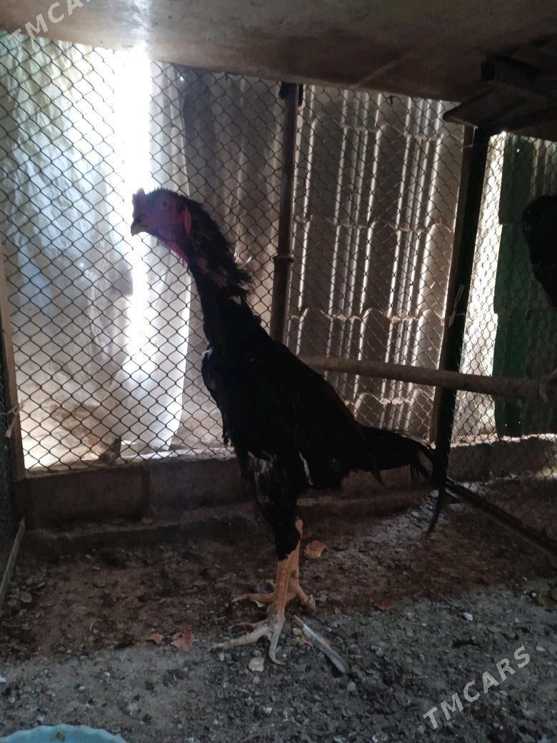 Taşgent Horaz. - Aşgabat - img 2