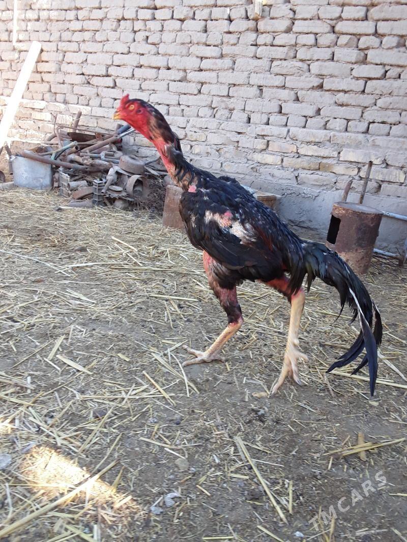 OZBEK QOQAN HORAZ - Шабатский этрап - img 2