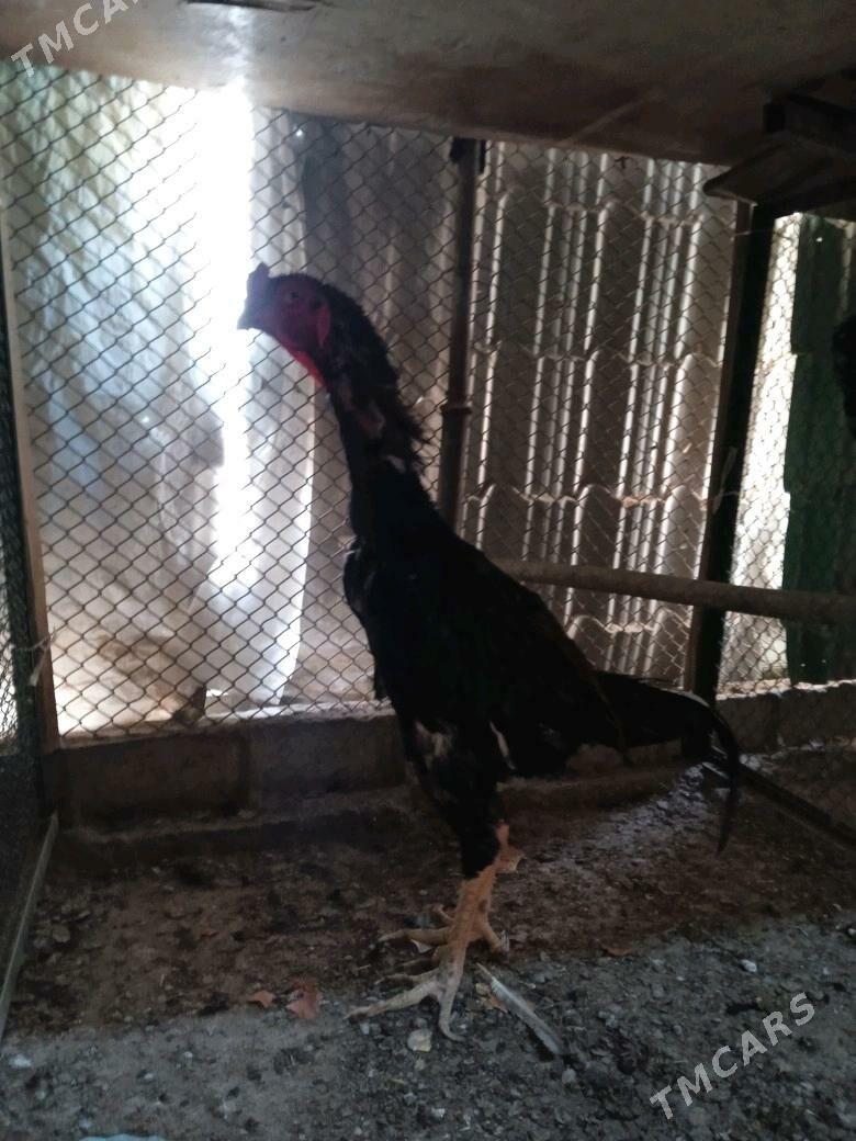 Taşgent Horaz. - Aşgabat - img 1