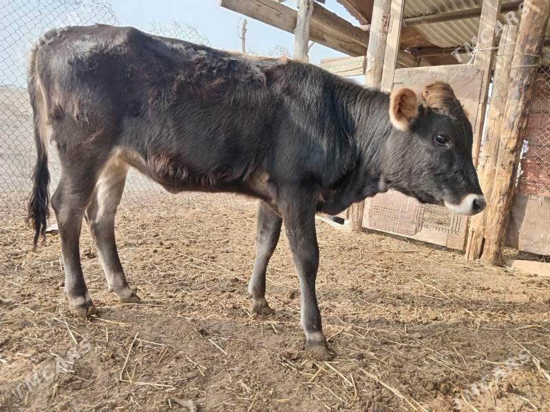 Okuz - Etrek - img 2