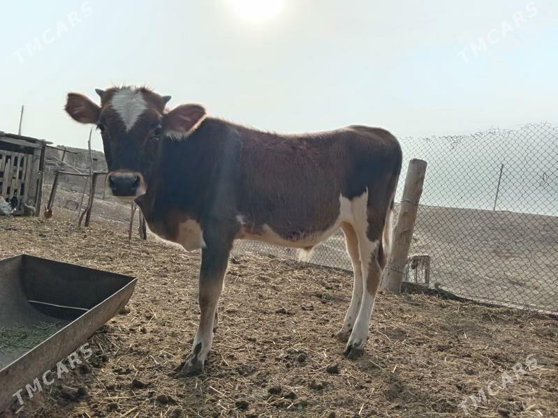 Okuz - Etrek - img 3