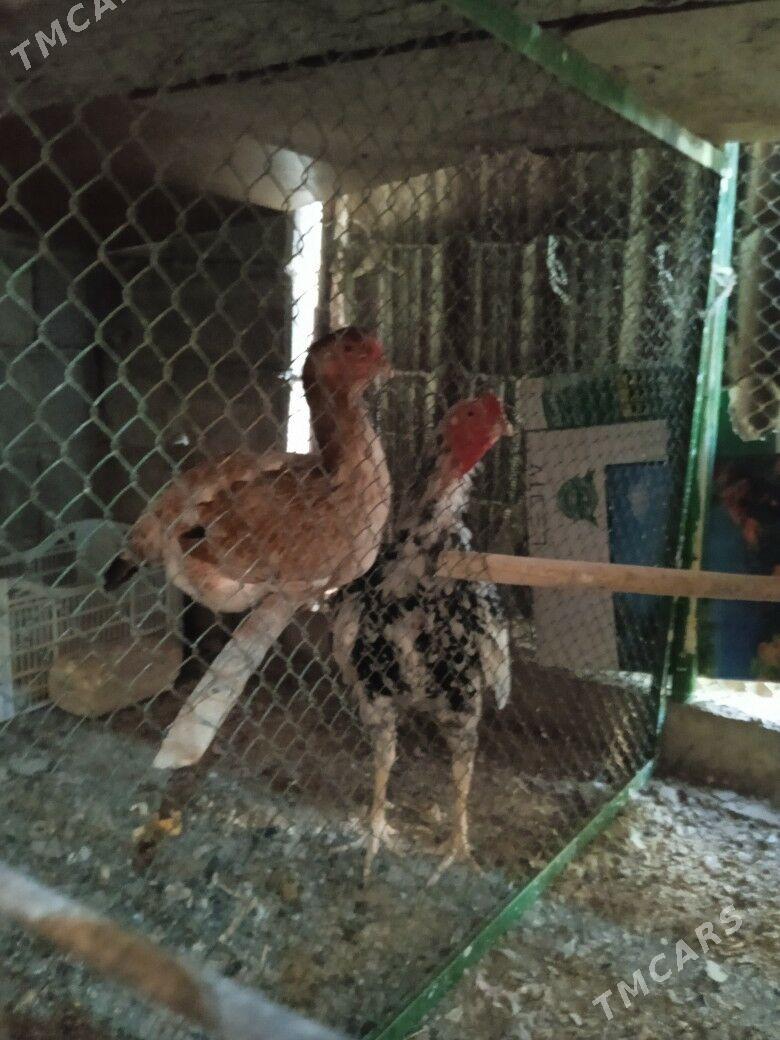 Taşgent Alaja - Ашхабад - img 1