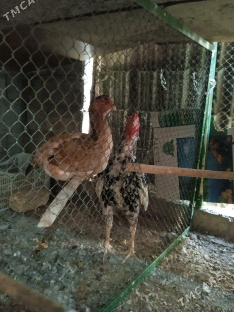 Taşgent Alaja - Ашхабад - img 2