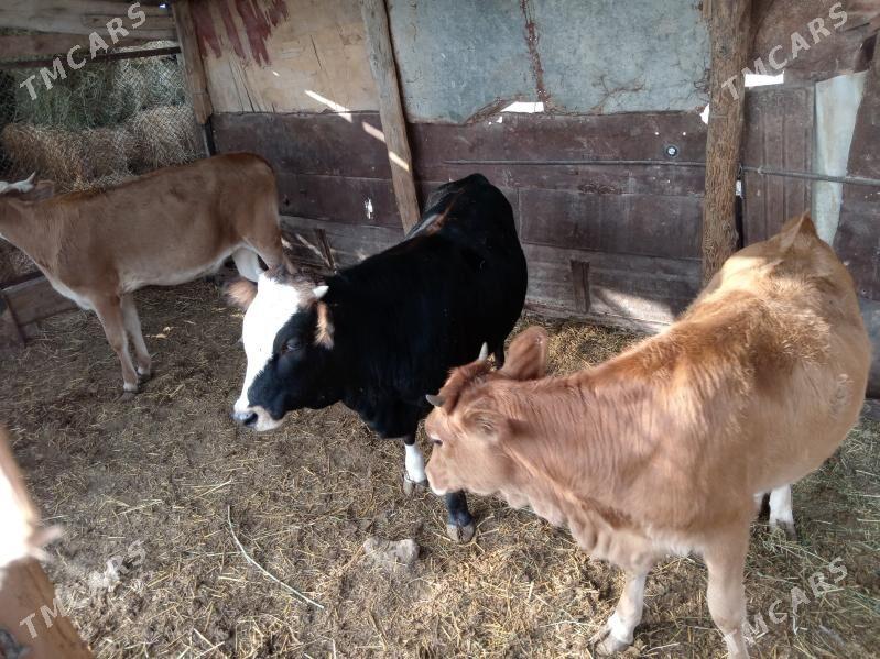 Okuz - Этрек - img 1