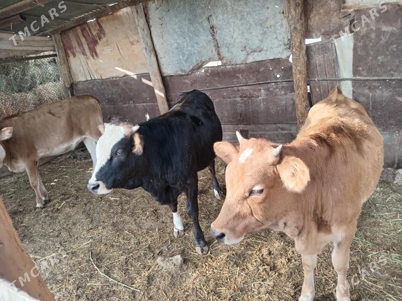 Okuz - Этрек - img 2