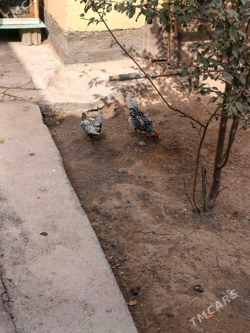 zbrayt karlik - Hitrowka - img 3