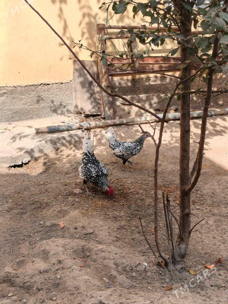 zbrayt karlik - Hitrowka - img 1