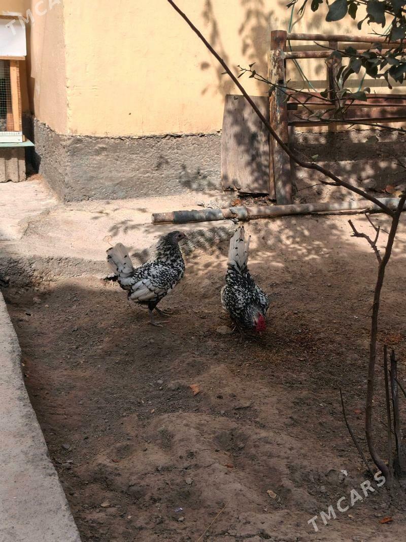 zbrayt karlik - Hitrowka - img 2