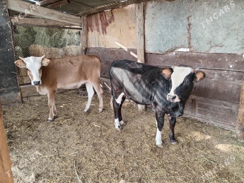 Okuz - Этрек - img 3