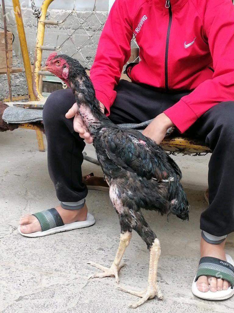 Horoz - Aşgabat - img 4