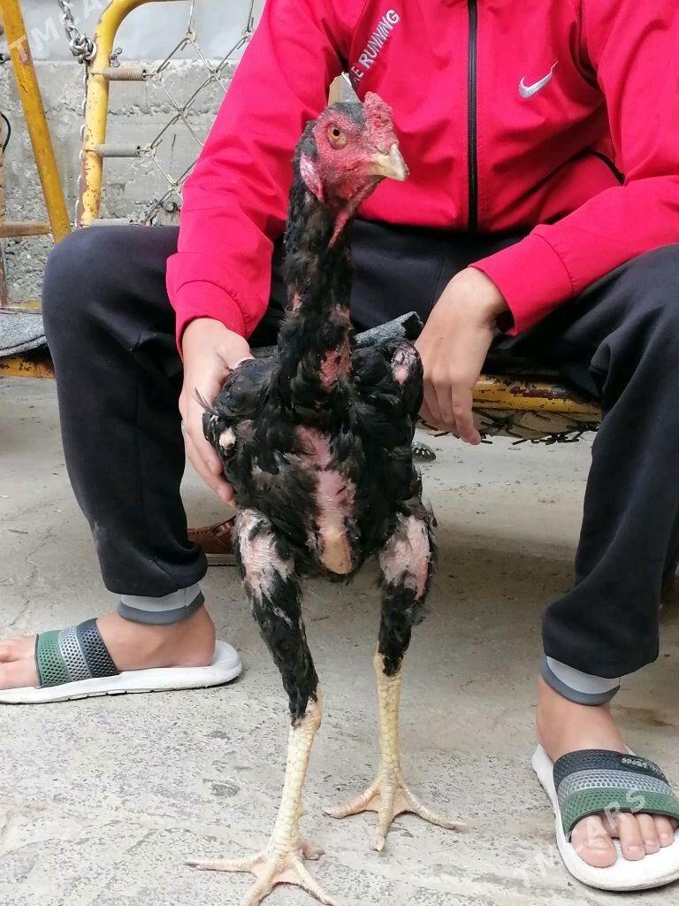 Horoz - Aşgabat - img 3