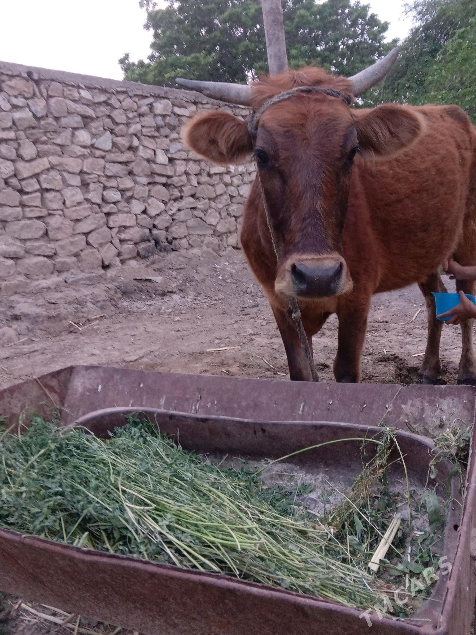 Sygyr - Bäherden - img 2