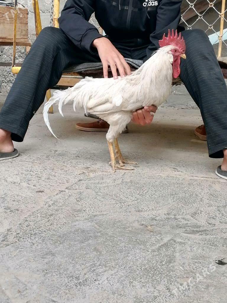 Horoz - Aşgabat - img 2