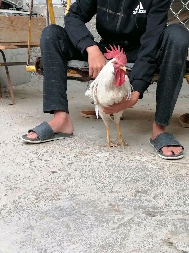 Horoz - Aşgabat - img 1