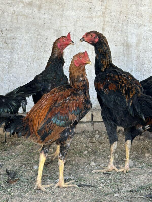 Bayes Horaz - Wekilbazar - img 1