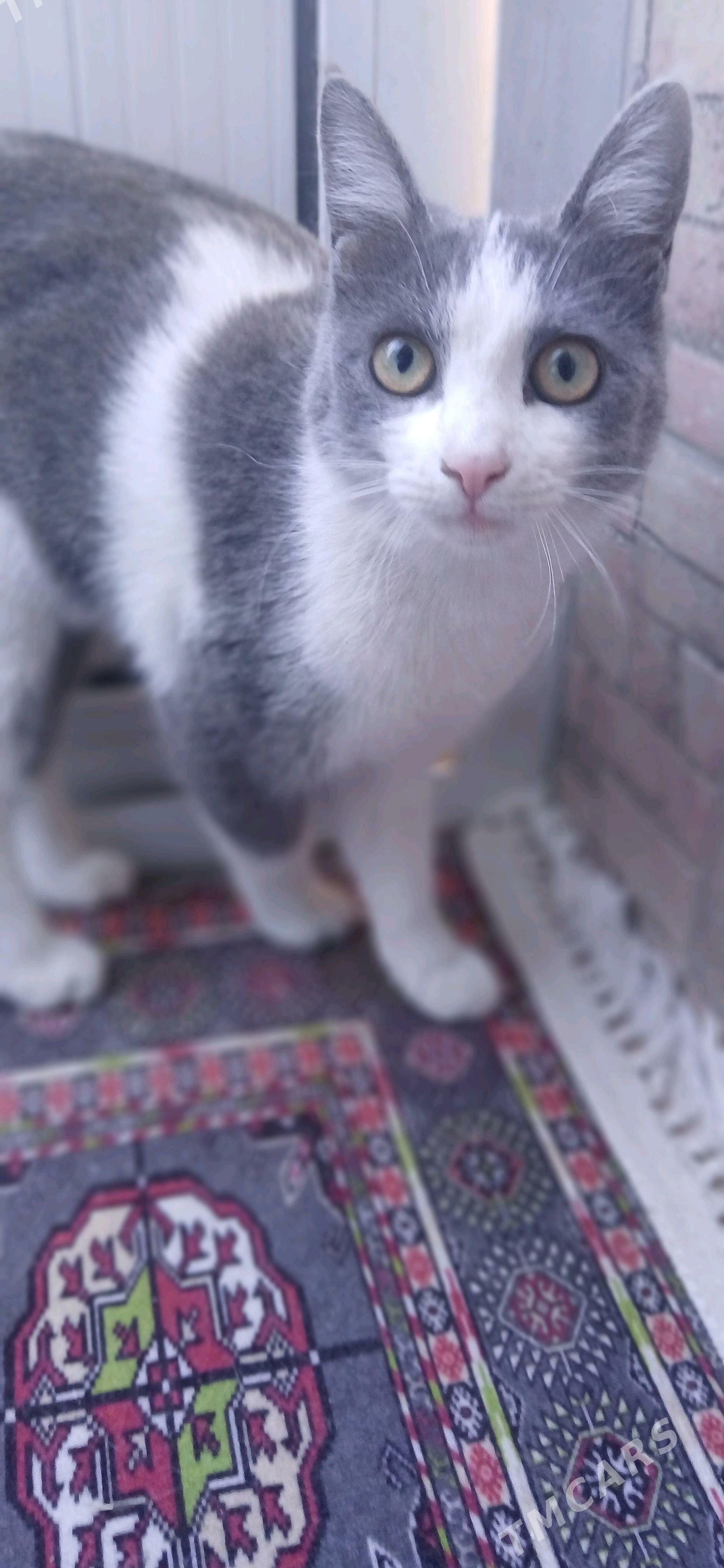 кошка  pişik - Türkmenabat - img 1
