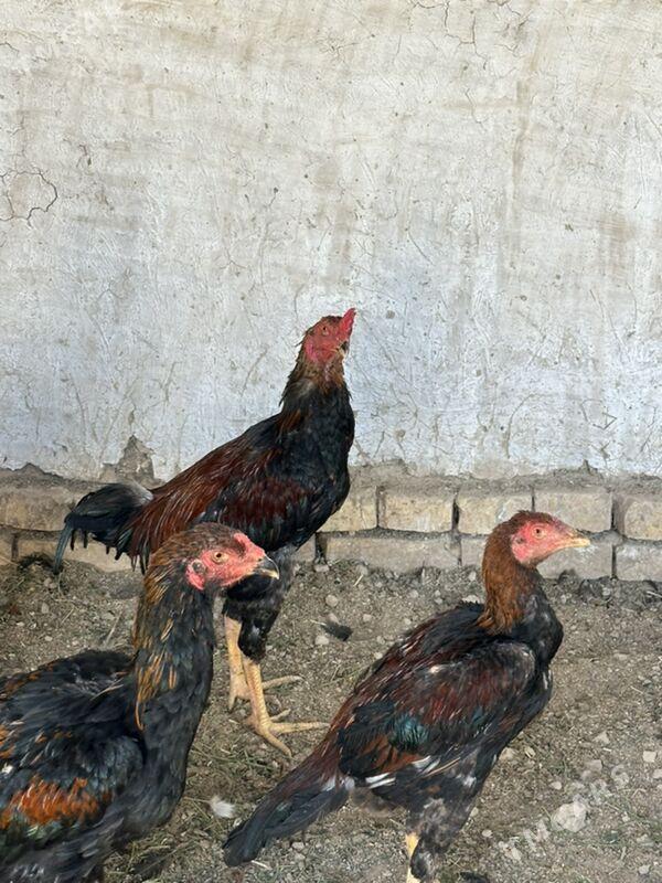 Bayes Horaz - Wekilbazar - img 4