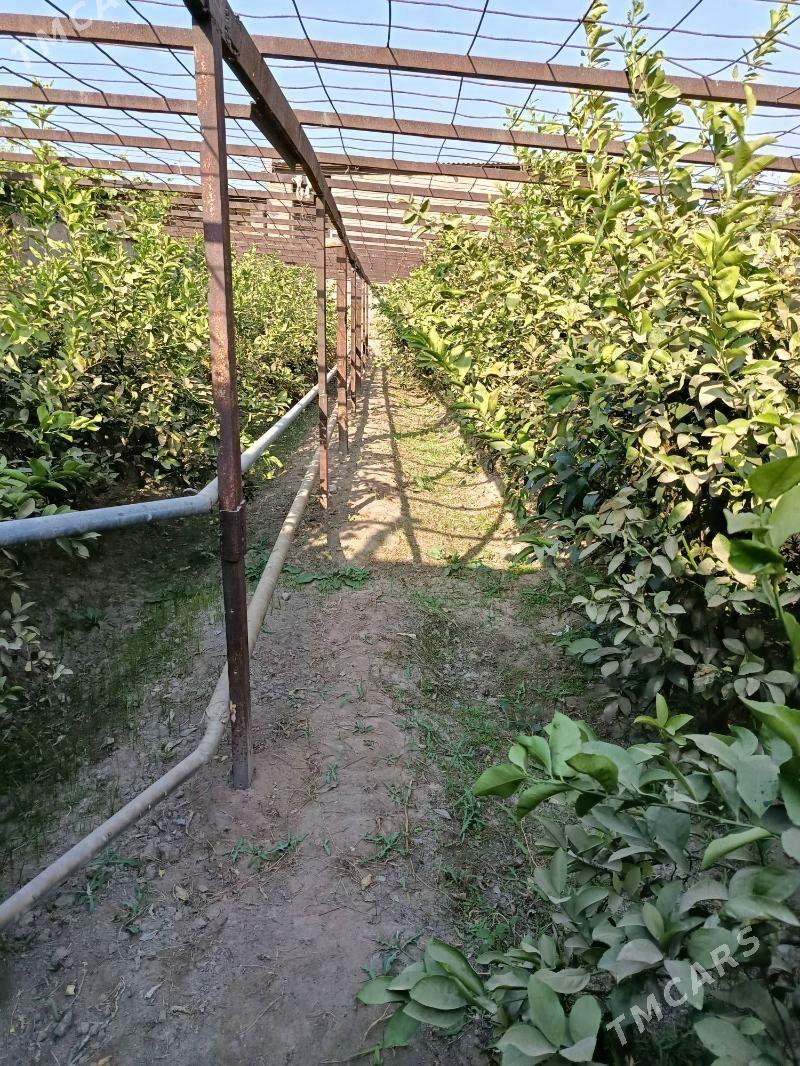 Satlyk jaý - Керки - img 7