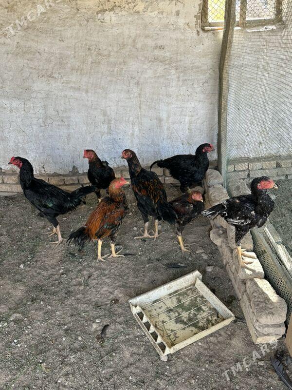 Bayes Horaz - Wekilbazar - img 3