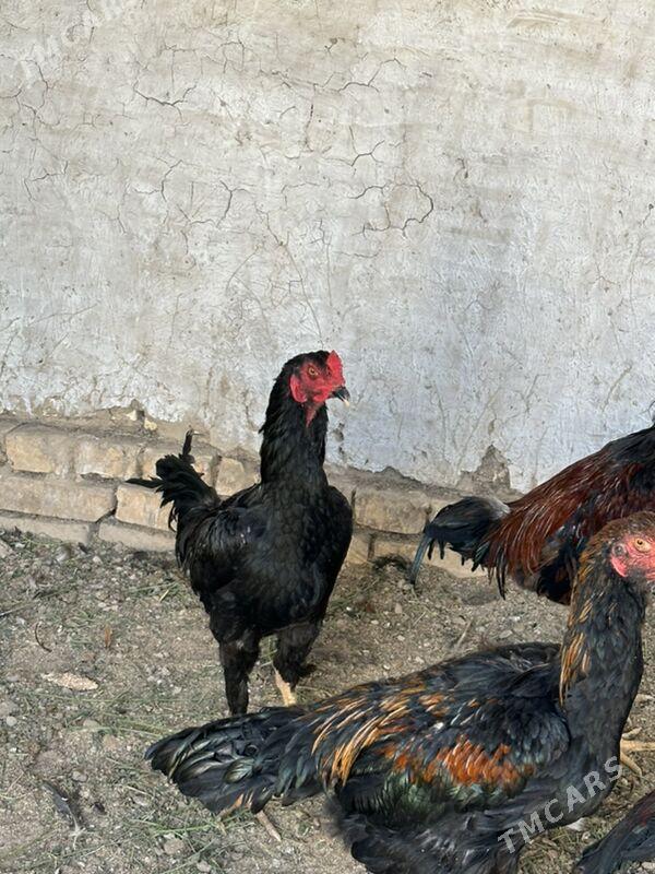 Bayes Horaz - Wekilbazar - img 2