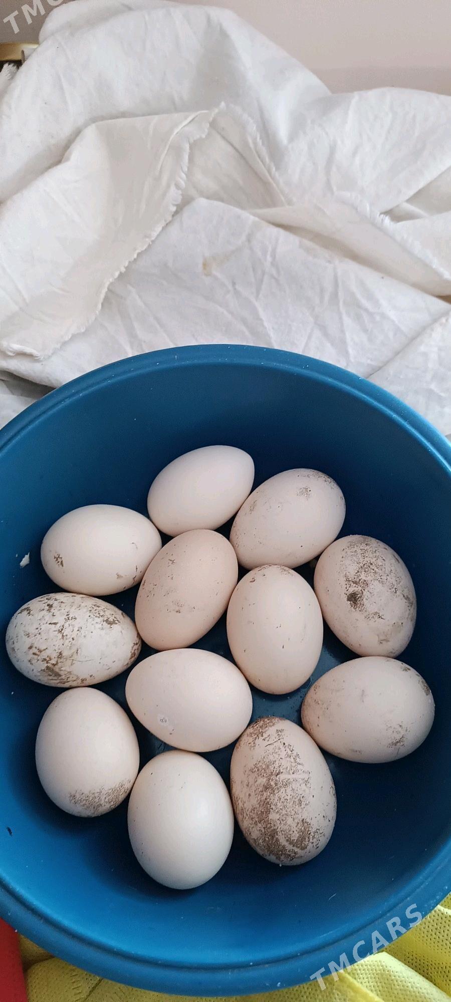 ÝUMURTGA TAŞGENT - Тязе заман - img 1