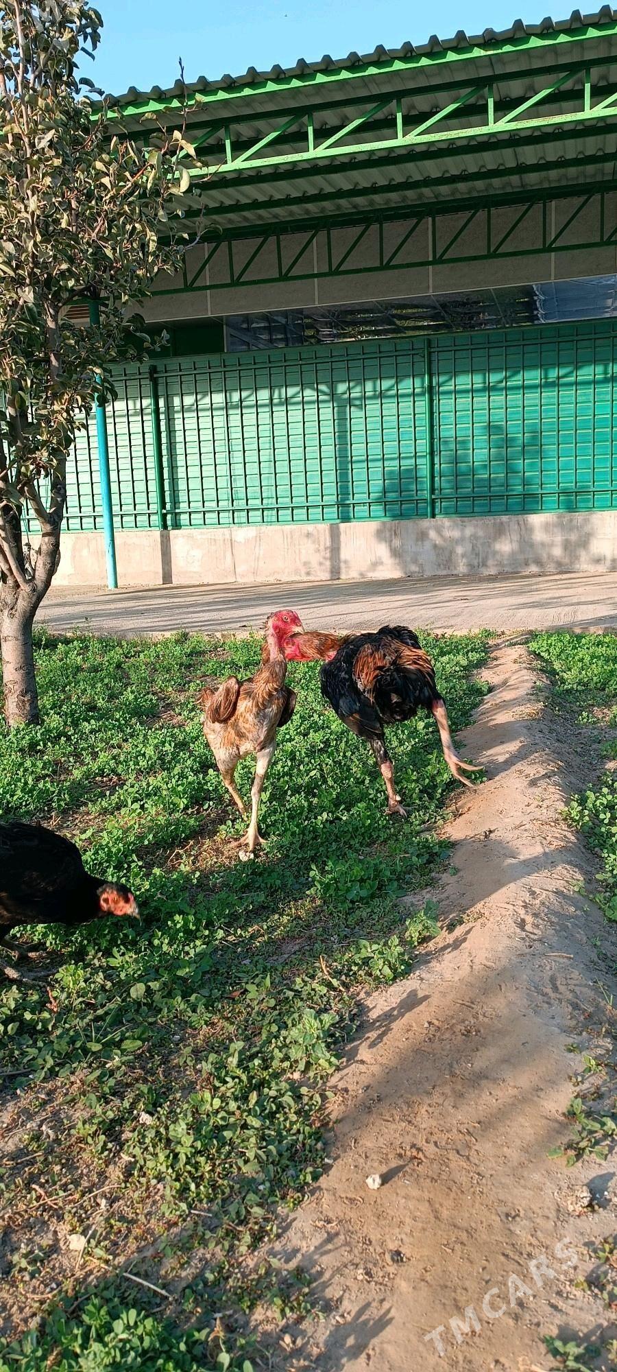 ÝUMURTGA TAŞGENT - Тязе заман - img 3