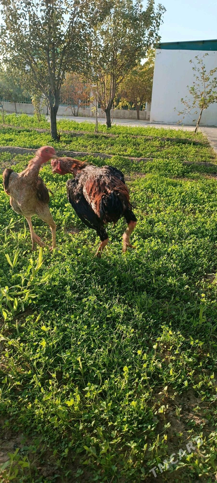 ÝUMURTGA TAŞGENT - Тязе заман - img 2