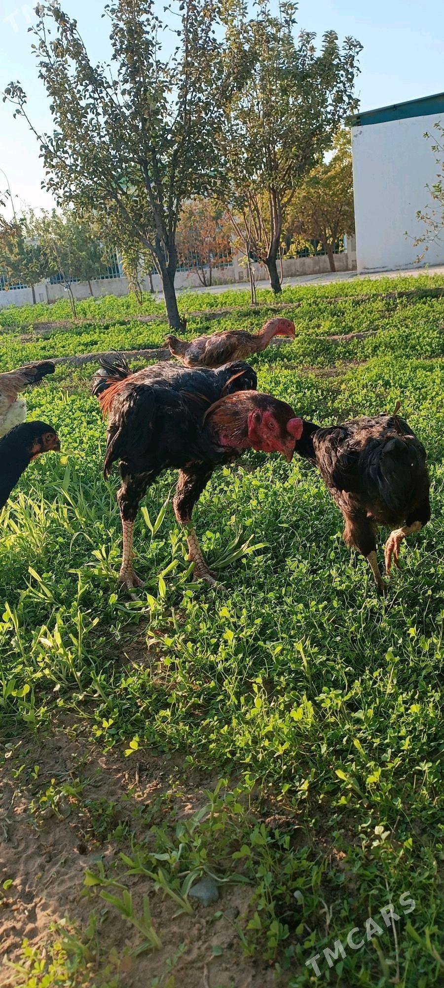 ÝUMURTGA TAŞGENT - Тязе заман - img 4