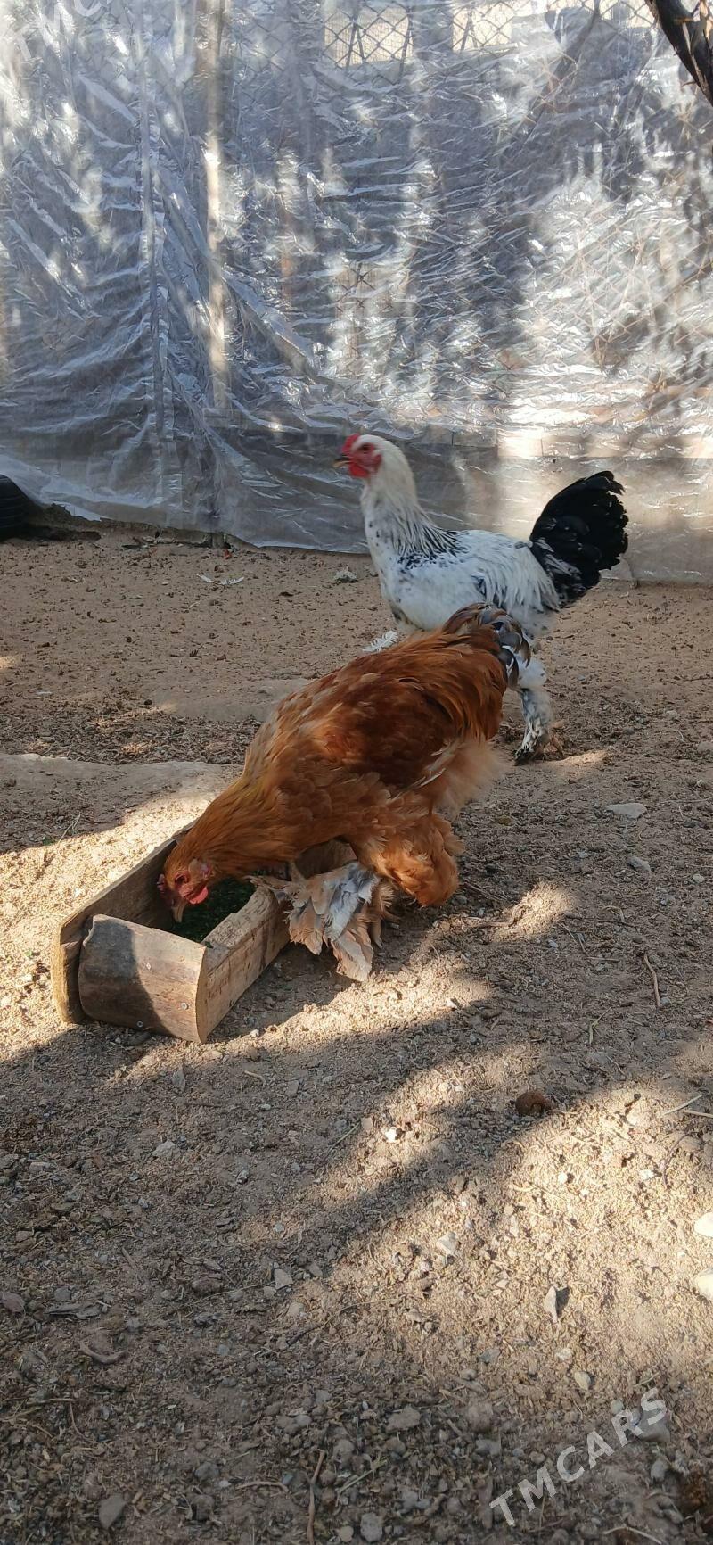 Brama Horaz - Херрикгала - img 4