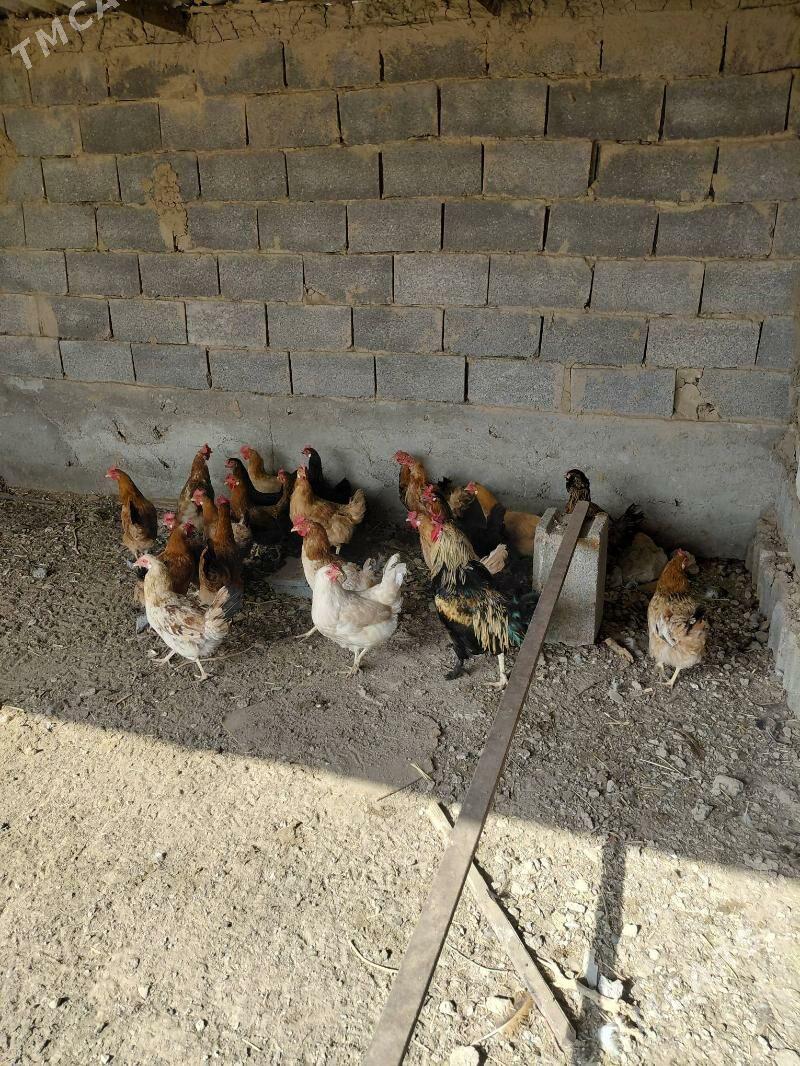 towuk - Aşgabat - img 2